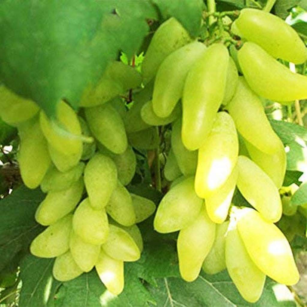 Creative Farmer Gardens Primrose Garden Rare Grape Plant On Poly Bag (Green) C (PLANT-10-GRAPE#A44BAPO) (B08QCVGG25) Amazon Price History, Amazon Price Tracker