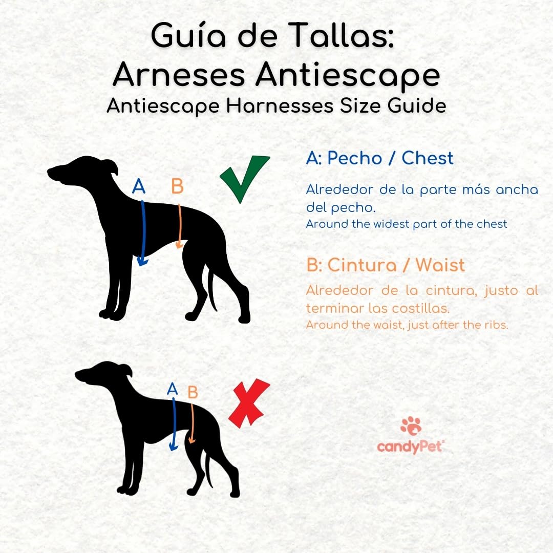 Arnés de 3 Puntos Antiescape Antitirones - Ideal para Lebreles: Galgo Italiano, Whippet, Galgo, Podenco - Seguro, Transpirable y Duradero - Perfecto para Caminar, Entrenar y Correr - ANTRACITA, L