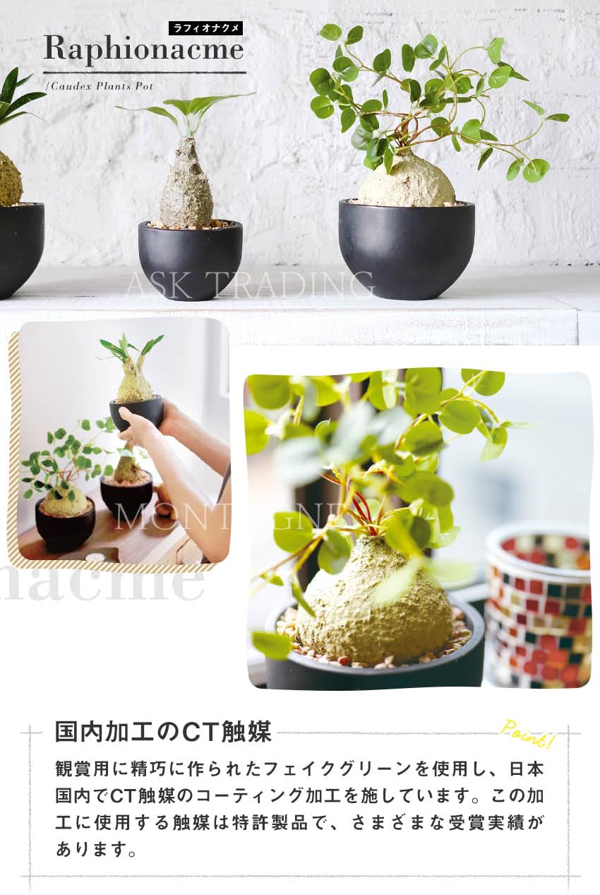 Amazon｜フェイクグリーン コーデックスL CT触媒 人工観葉植物 抗菌 消