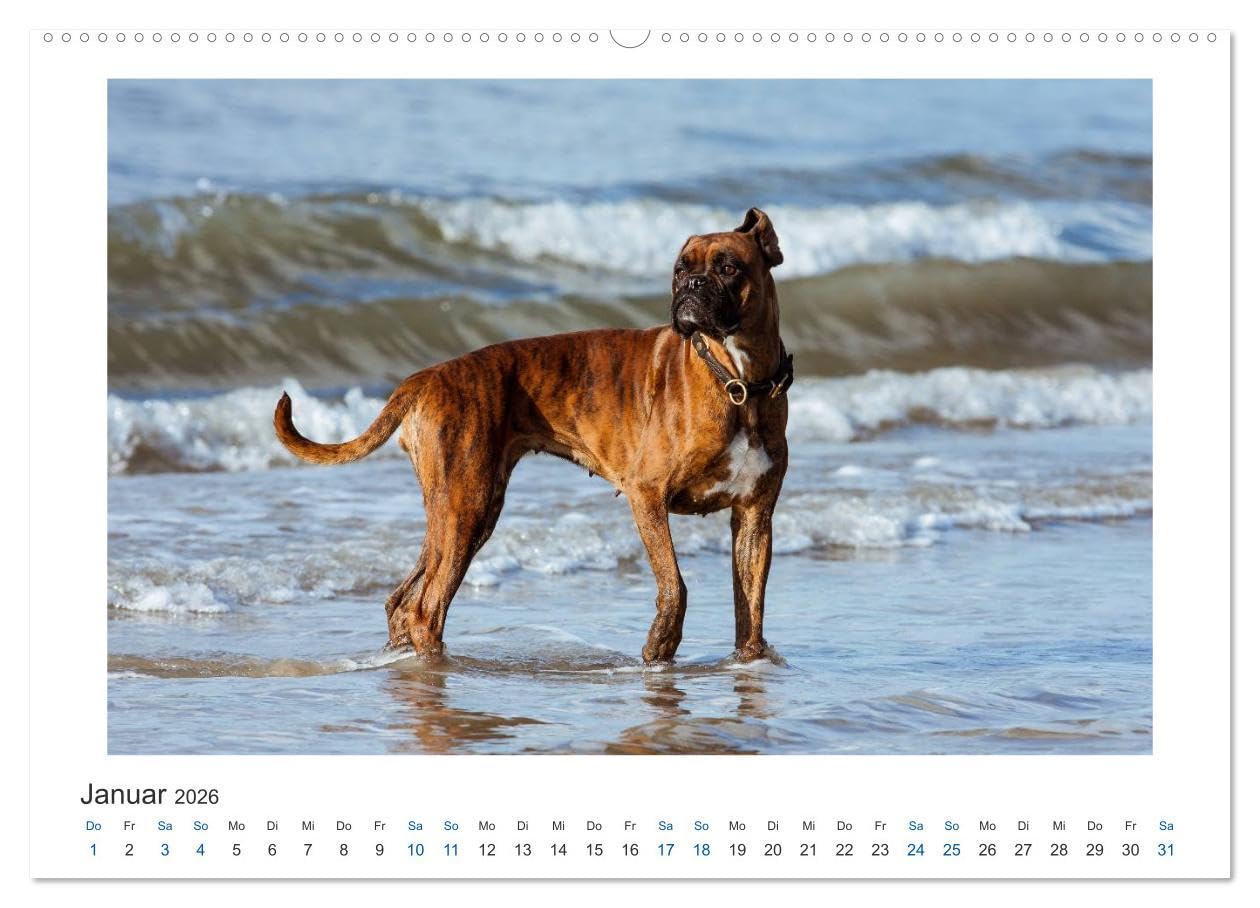Deutscher Boxer - Boxer im Wasser 2026 (hochwertiger Premium Wandkalender 2026 DIN A2 quer), Kunstdruck in Hochglanz: Boxer im Wasser fotografiert (CALVENDO Tiere)