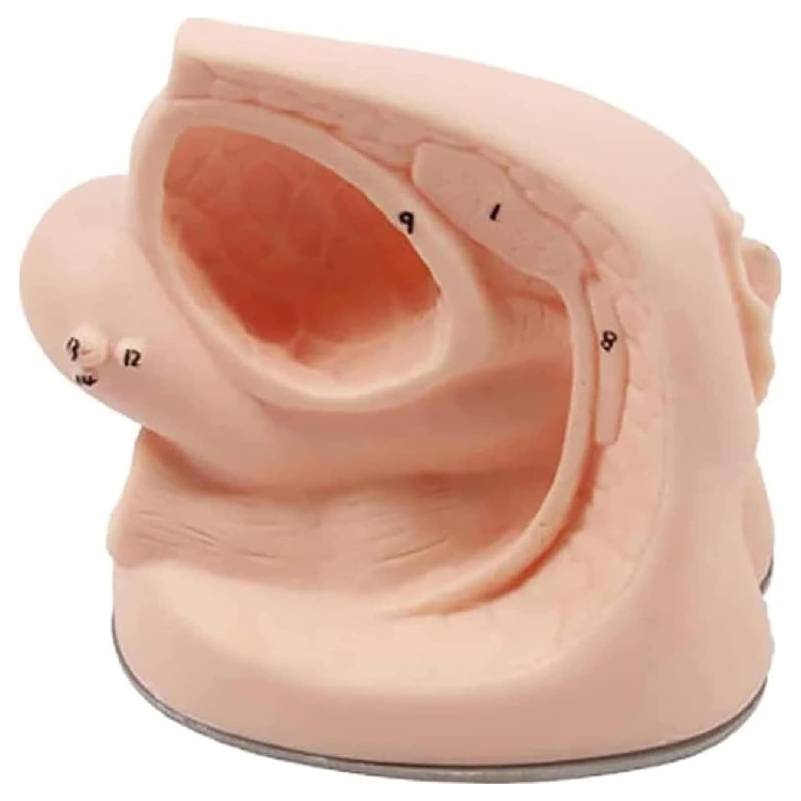 Générique Mannequin de cathétérisme féminin, modèle de cathétérisme interne et externe, modèle de cathétérisme en PVC pour la formation médicale