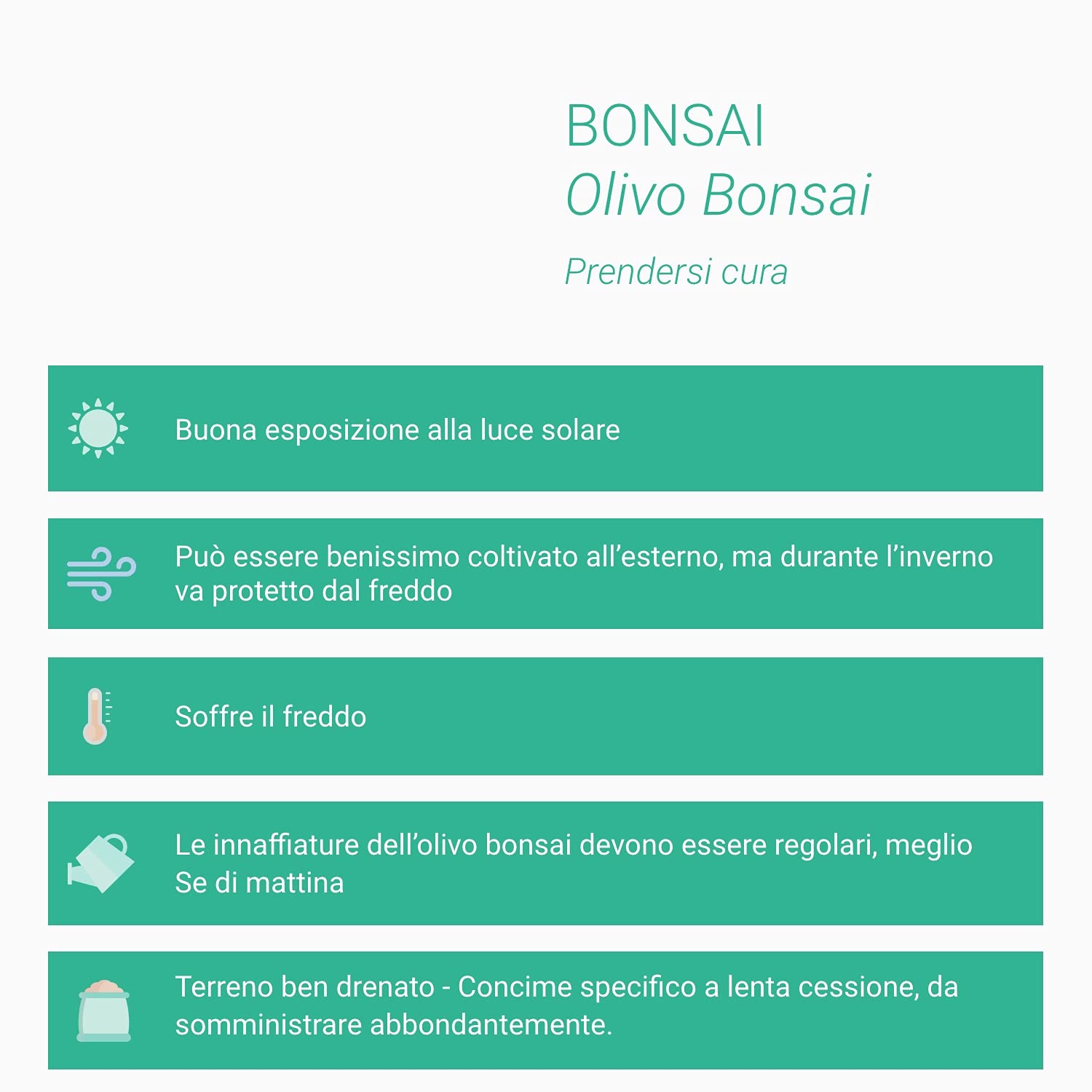Olivo Bonsai Altezza 35 cm, Pianta Vera, Pianta da Interno ed Esterno - Vaso Artigianale di Terracotta - Bianco