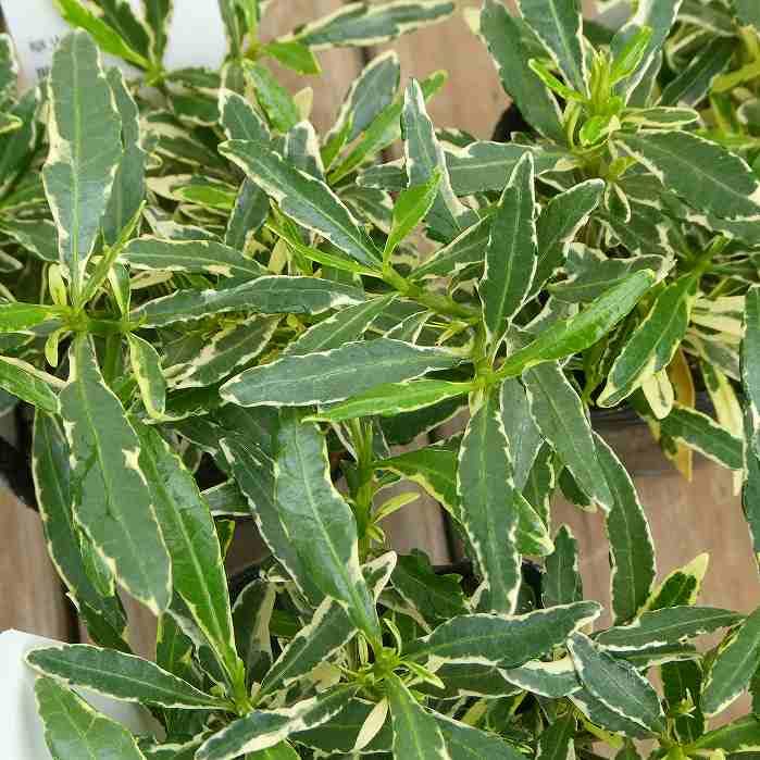 Amazon.co.jp: クチナシ 苗 姫クチナシ 斑入り 2.5～3.5号 くちなし