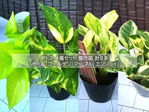 |gX 4ZbgiC S[f }[u GWCjc v8{ ϗtA Abv