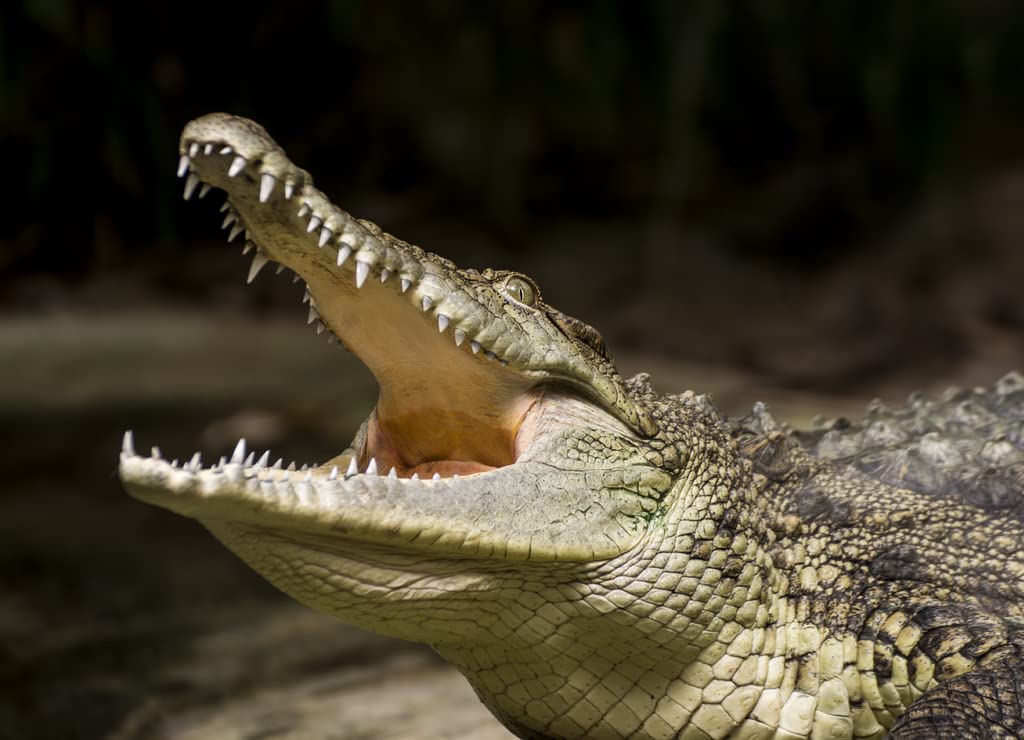 NoaH(๑・㉨・๑) JMP0863 Noahs Ark Cross Stitch Pattern PDF Full Coverage