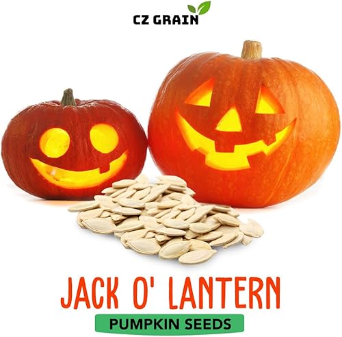 Miniatura 3 de Jack O' Lantern - Semillas de calabaza para plantar  Más de 20 semillas  Cultiva calabazas perfectas para linternas Jack O' -