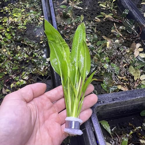 Substratesource Amazon Sword Echinodorus Bleheri Live Plant For Freshwater Aquariums, Natural Fish Tank Decorations thumb #2