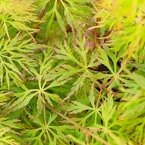 Acer palmatum dissectum 'Emerald Lace' | Japanese Maple Deciduous Potted Trees for Small Gardens | Premium Bushy Plant Shrub Tree in Pot (20-40cm (Incl. Pot))