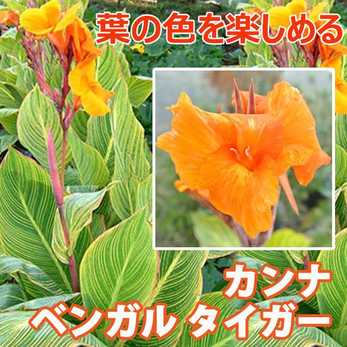 カンナの球根 ベンガルタイガー Amazon.co.jp: [World Fantasy Garden] 苗 カンナ ベンガルタイガー 1