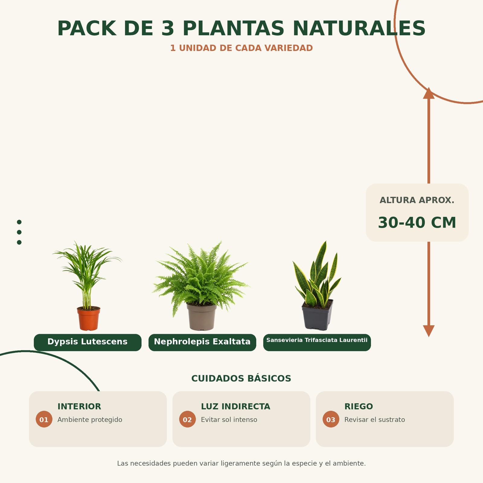 Pack 3 Plantas: Palma Areca, Helecho de Boston y Lengua de Suegra DECOALIVE