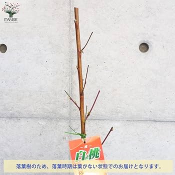 桃の苗 約1.5メートル　白桃　山葡萄セット 桃の苗 約1.5メートル 白桃 山葡萄セット 苗