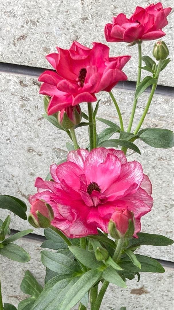 ラナンキュラスサラセレネジャシンタ/芽出し苗/スリット鉢