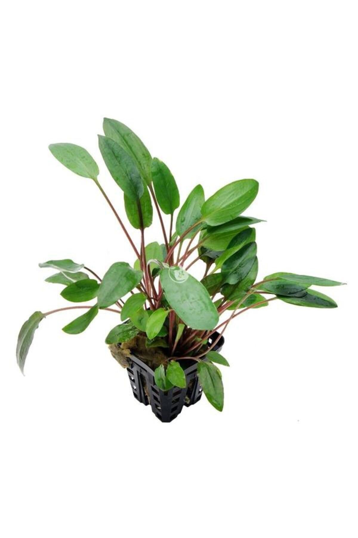 Cryptocoryne Willisii Saksı Canlı Bitki