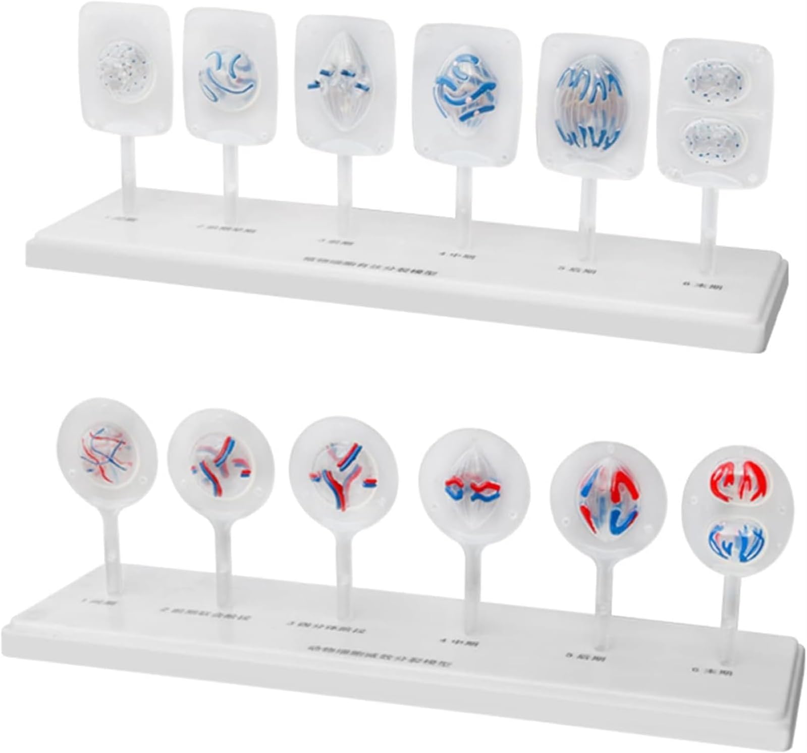 VERIMP Animal and Plant Cell Mitosis and Meiosis Models Plant Cell & Animal Cell Meiosis Model - Medical Teaching Cell Mitosis Model for Biology Science Education Demonstration Lab Supplies
