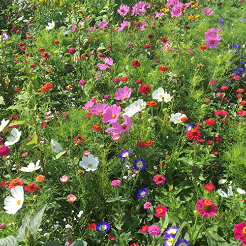 BERINGMEIERS BESTE | HONIG- und AUGENWEIDE | Bienenwiese | Blumenwiese | Blumen Saatgut für ca 50 m² | 100 Gramm – Bild 3