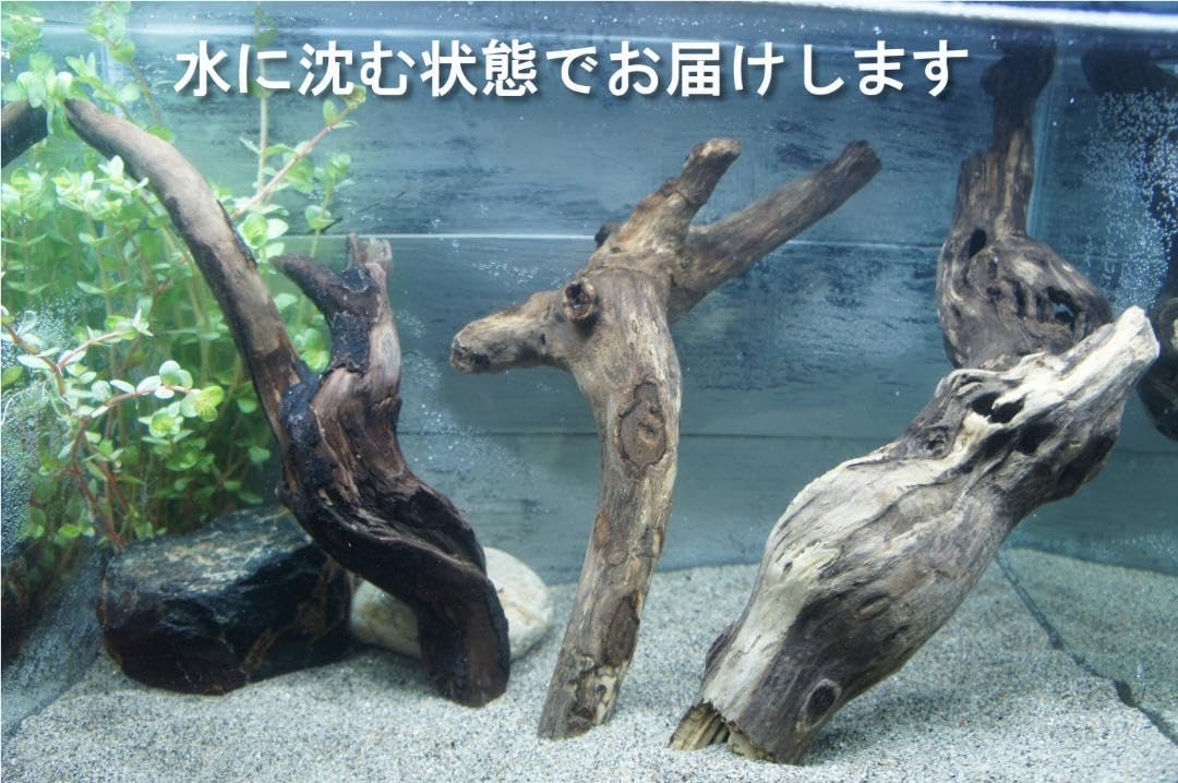 Amazon.co.jp: 水に沈む状態でお届け 流木 3本セット アクアリウム