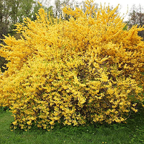 20 piezas Semillas de forsythia jardín al aire libre plantar semillas de arbustos fáciles de sobrevivir bajo mantenimiento disfrute de la alegría de la cosecha con su familia cree su entorno ideal