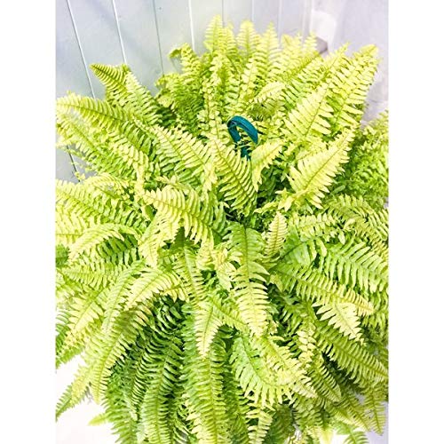 ネフロレピス ハッピーゴールデン 吊り鉢 Amazon｜PLANCHU 観葉植物 ネフロレピス ハッピーゴールデン 8号吊り鉢