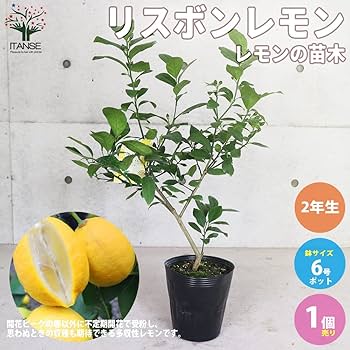 Amazon.co.jp: レモンの苗木 四季成り リスボンレモン 2年生挿し木 6号 Amazon.co.jp: レモンの苗木 四季成り リスボンレモン 2年生挿し木 6号