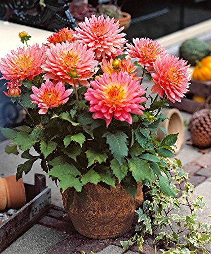 Creative Farmer Flower Seeds : Zinnia Elegance Dahlia Flowered Mix Flower Seeds For Garden - Kitchen Garden Pack (B01MU44ONV) Amazon Price History, Amazon Price Tracker
