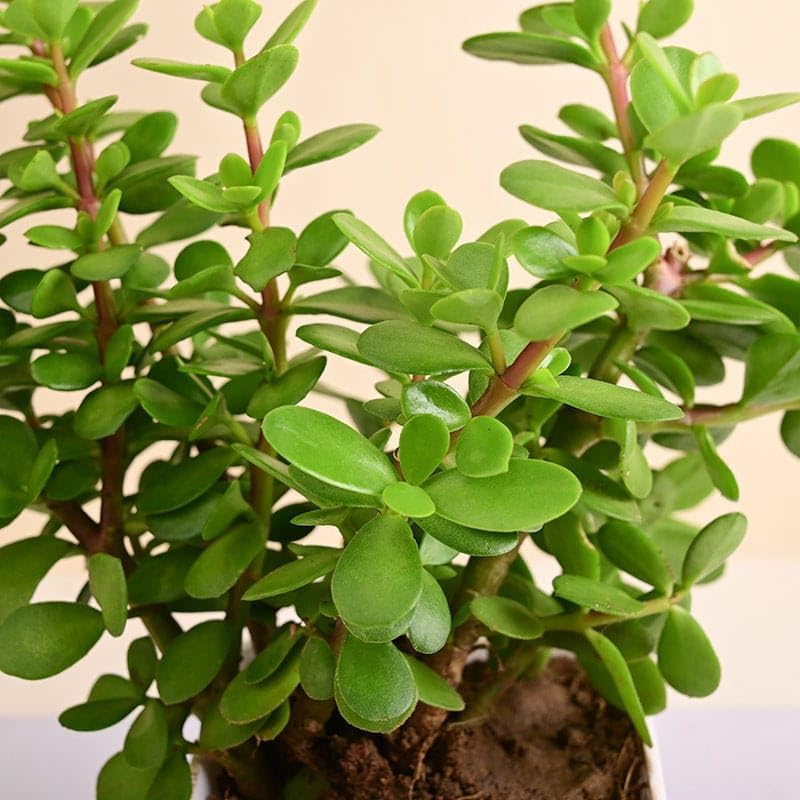 Image of Live Jade Plant with Pot | Good Luck Feng Shui Money Succulent Plant | Low Maintenance Indoor Outdoor Air Purifying Plant for Home Living Room Office Desk Decor | Pack of 1 (GH)