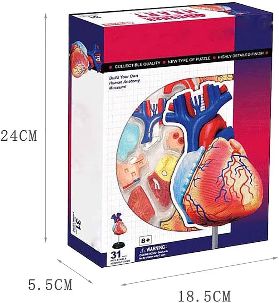 Amazon.co.jp: 人間の心臓モデル、子供のための解剖学、働く心臓 Amazon.co.jp: 人間の心臓モデル、子供のための解剖学、働く心臓