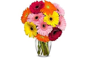 From You Flowers: Radiant Gerbera Daisies - Verdant Symphony in a Glass Vase