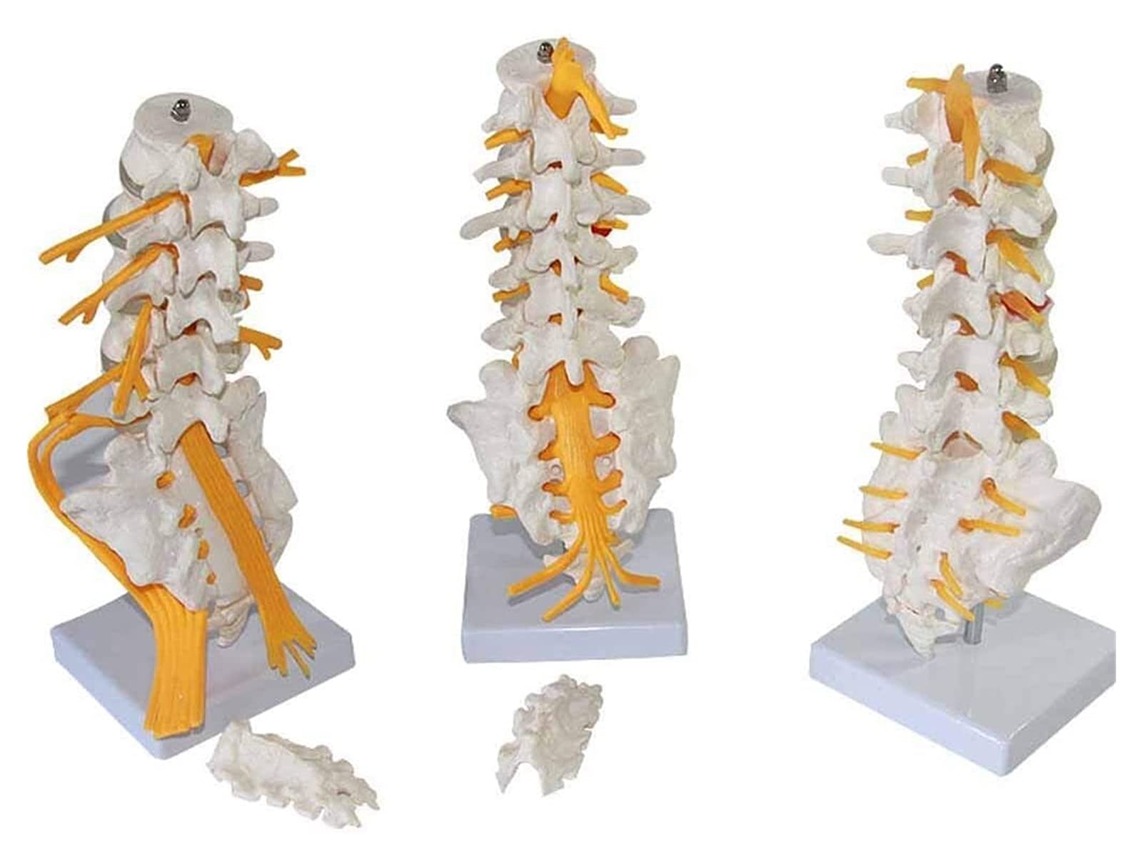 Model badawczy Model anatomiczny człowieka anatomiczny lędźwiowy model z kością ogonową Model nerwu skrzypu wyświetlacz szkolny pomoc szkoleniowa medyczna