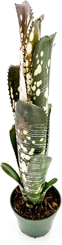 ragnaroc Plantas vivas Bromelia Billbergia Domino, maceta de 8 a 12 pulgadas en 4 pulgadas 1 unidad Llegada viva garantizada Plantas de interior