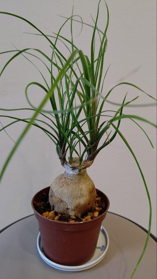 Amazon｜トックリラン ポニー テール ノリナ 観葉植物 塊根｜観葉植物