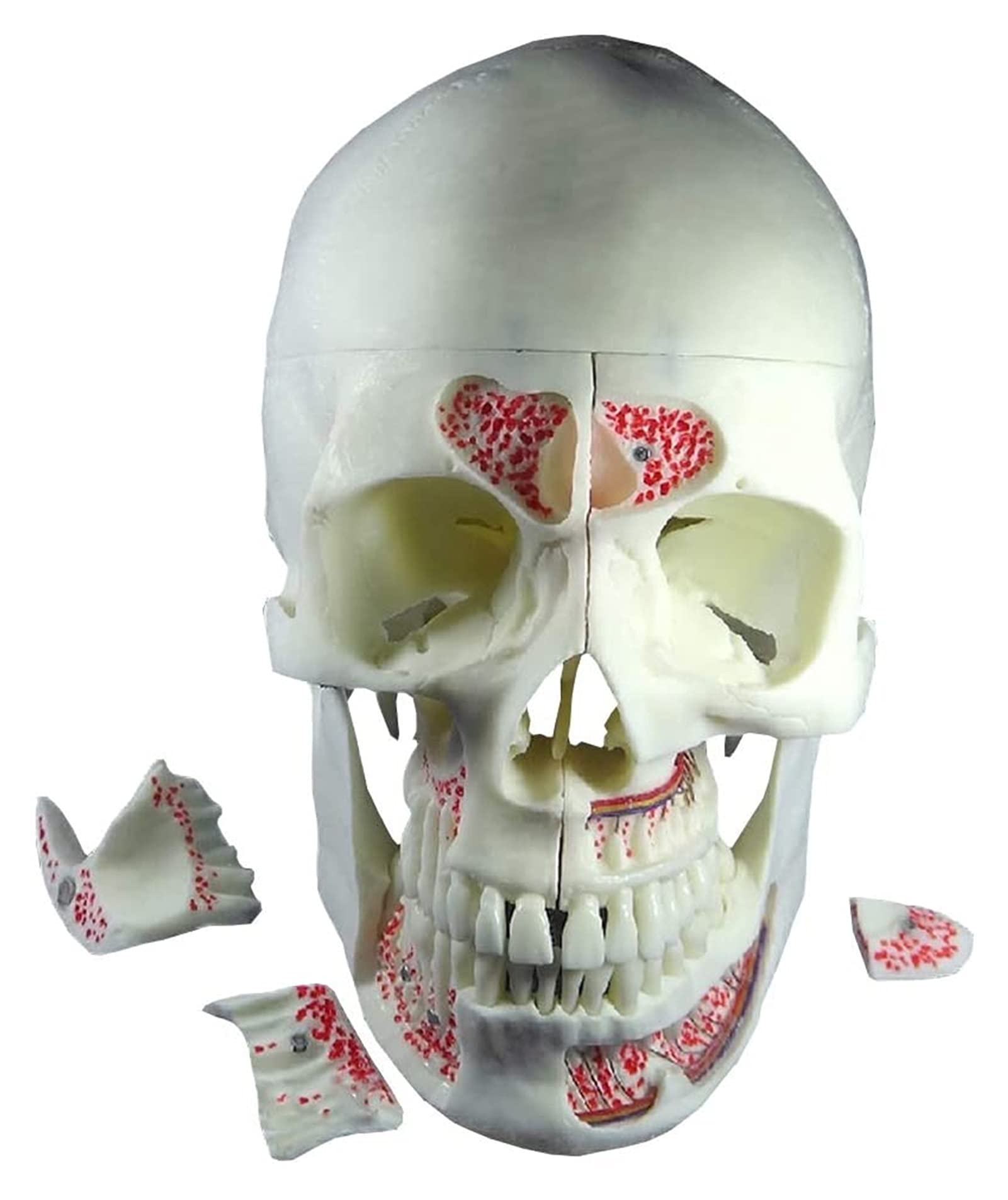 Model do badania odpinany model czaszki, anatomiczny model czaszki-zdejmowany 10 części czaszka neurologia czaszka nauczanie modeli anatomii człowieka