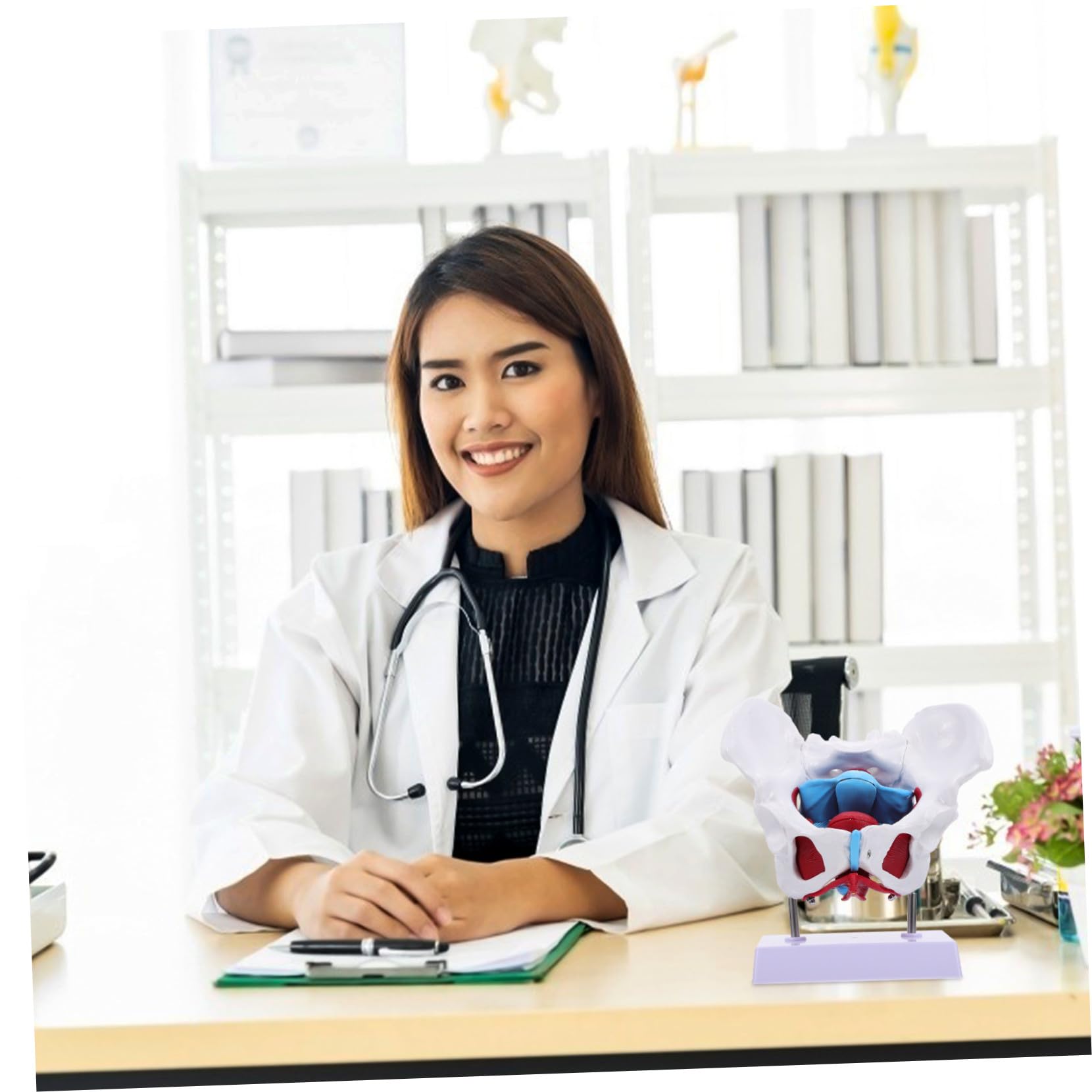 HEALLILY Modello Anatomico Pelvico Femminile in PVC Facile da Usare Design Portatile per Insegnamento e Scuole di Studio Sanitario