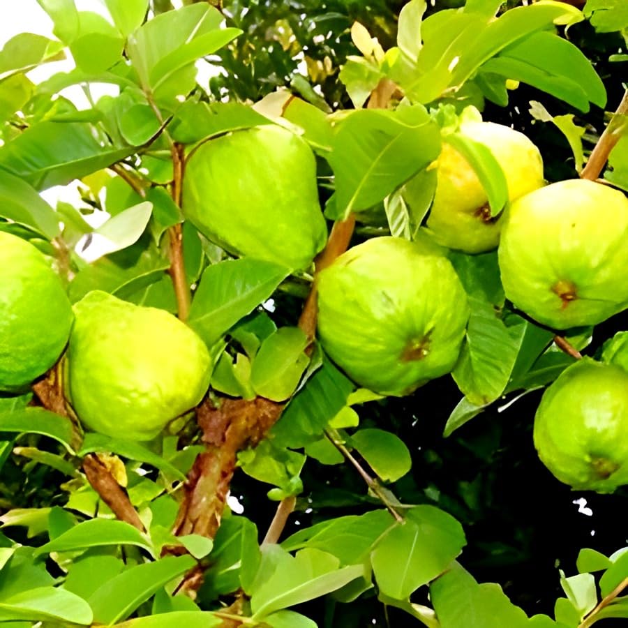 See full amazon price history chart for Hidden Enterprise Very Sweet & Testy Frash 1Helthy Food A7 guava FruitTree Plant Its Short Time Grow For Wonderful Home Graden Fruit Tree Plant Outdoor & Indoor plant.… Hidden Enterprise Very Sweet & Testy Frash 1Helthy Food A7 guava FruitTree Plant Its Short Time Grow For Wonderful Home Graden Fruit Tree Plant Outdoor & Indoor plant.… (B0D3Q14FC3) Amazon Price History, Amazon Price Tracker