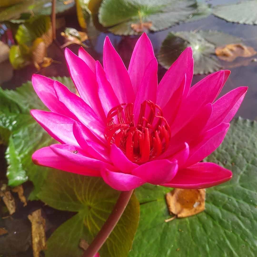 generic Live Red Water Lily Bulb – Nymphaea Aquatic Plant for Pond, Water Garden, Aquarium, Easy to Grow Flowering Root - (2 Code)-picture-6