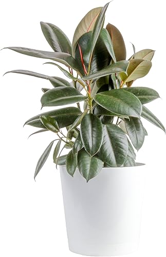 Miniatura 19 de Costa Farms Higuera de hoja de violín, planta viva, pequeño ficus de interior en maceta moderna, planta de interior en tierra, cumpleaños