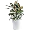 Product Photo 1