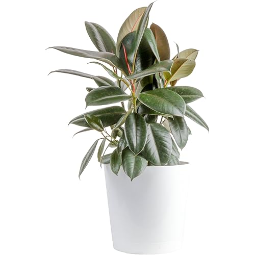 Costa Farms Burgundy Rubber Plant Live Plant in Decorative Pot, Air Purifying Large Indoor Houseplant, Perfect for Home, Room, or Office Decor, Great House Warming or Birthday Gift, 2-3 Feet Tall