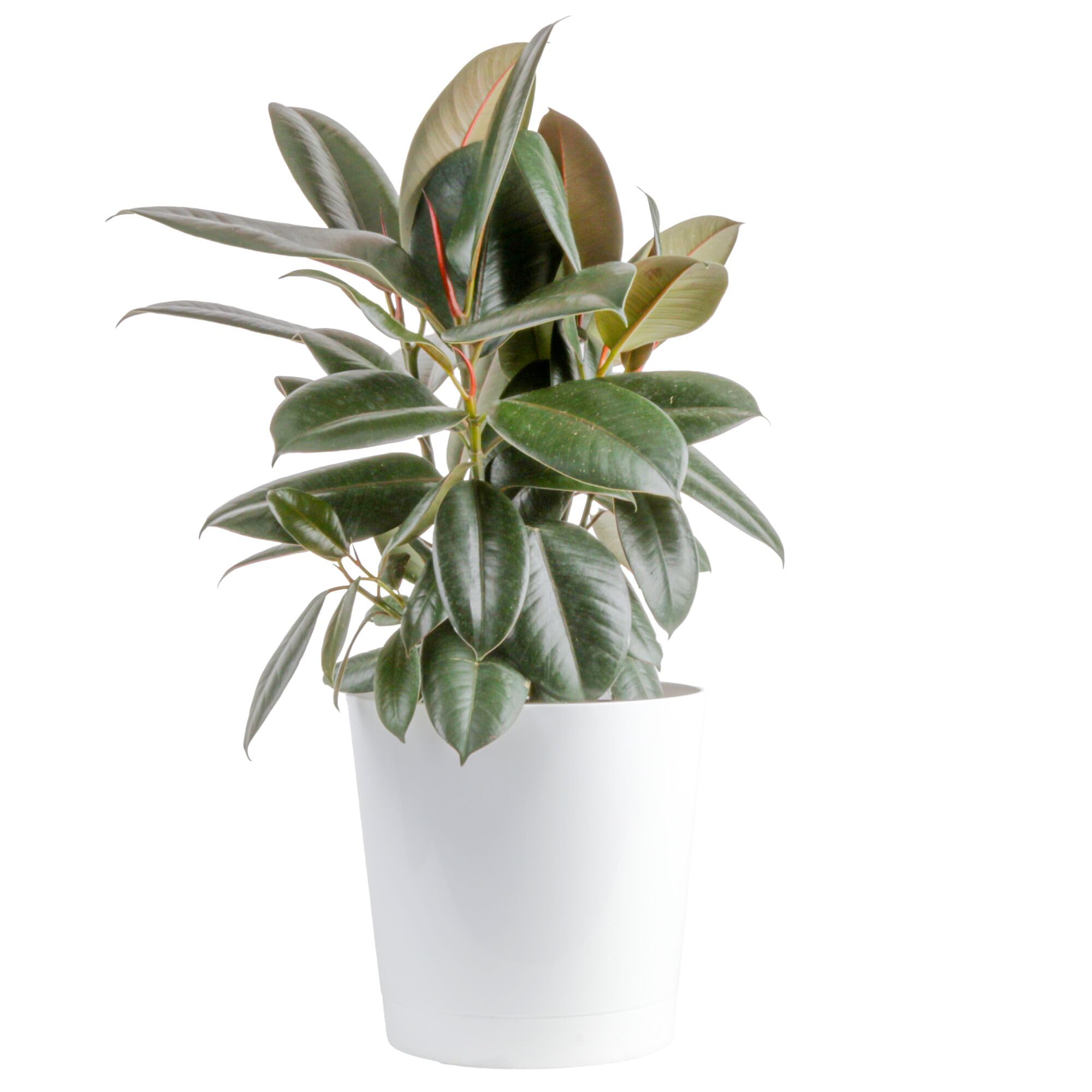 Costa Farms Ficus, Live Indoor Plant, Easy Care, Home Decor