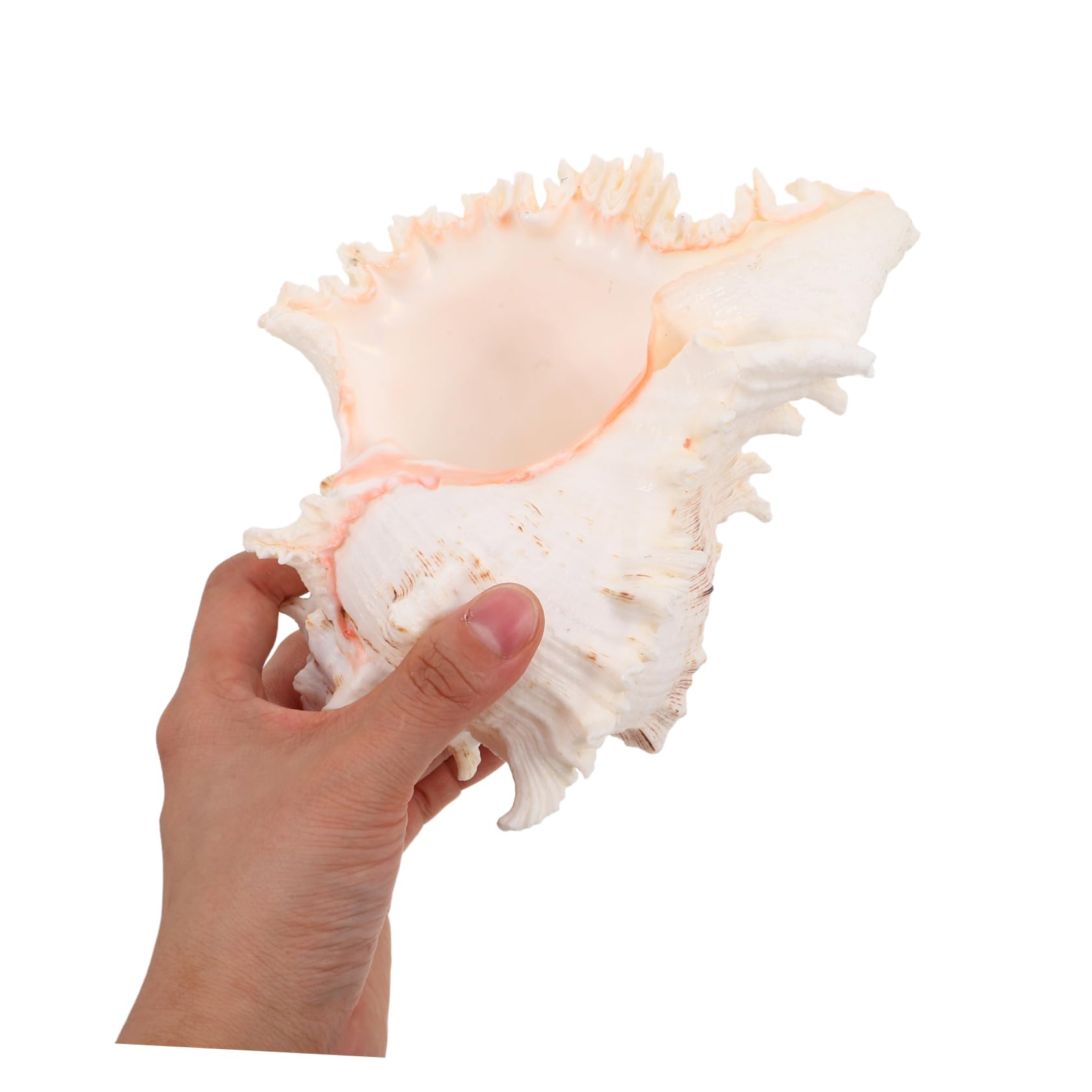 TOPBATHY Conchiglie Naturali Grandi per Vaso Decorativo Matrimonio Spiaggia e Acquario Decorativo