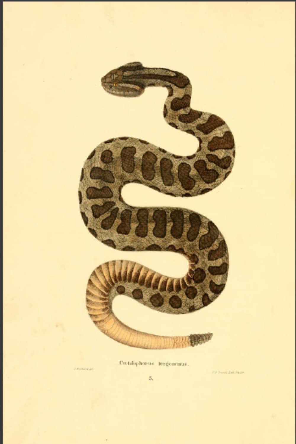 Rattle Snake Notebook: Snake Journal Notepad College Ruled