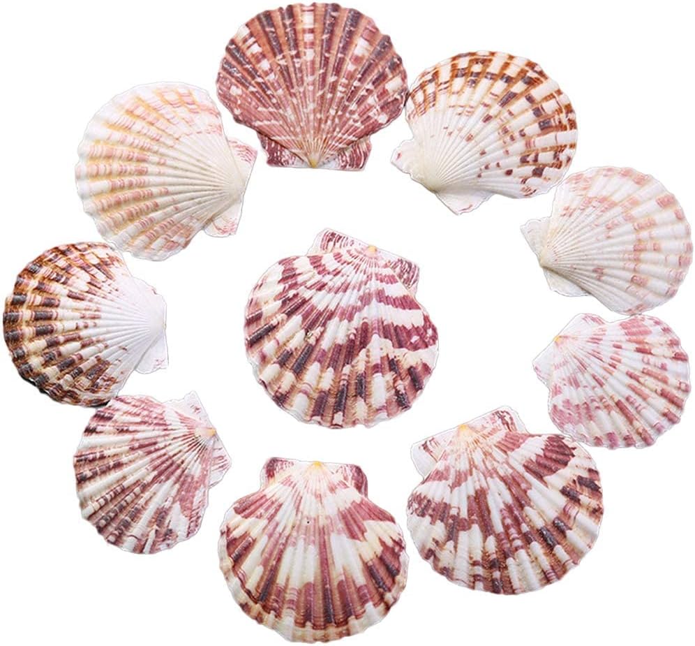 Scallop Shell Natural Seashell from Sea Beach for DIY Crafts Decor for Wedding Decor Beach Theme Party, Home Decorations, Fish Tank 1 Box (50 pcs)…
