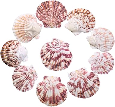 50 pcs Scallop Seashells 2-3 Inch Pink Natural for DIY & Baking | Pink natural scallop shells in 2-3 inch for crafts home decor appetizer serving baking or beach party table