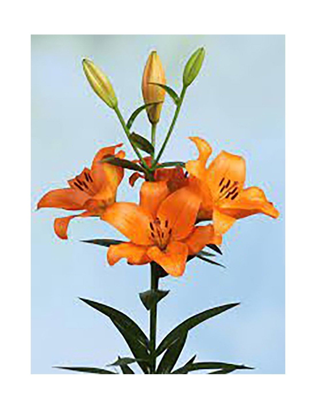 JARDIN202 - Liliums LA | Flor Natural | Ramo de 10 tallos | 80cm de alto | Naranja