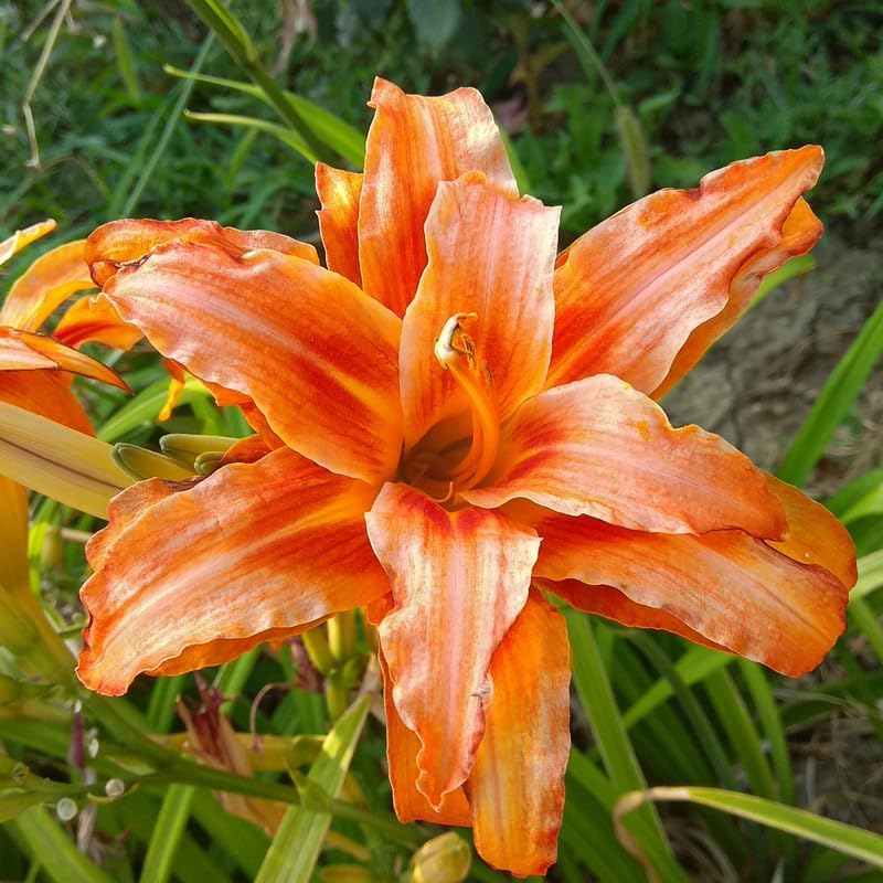 10 Daylily Bulbs, Double Daylily Bulbs for Planting, Orange Daylilies Perennial Bulbs, Daylily Flowers Bulbs, Daylily Bulbs for Planting Perennial