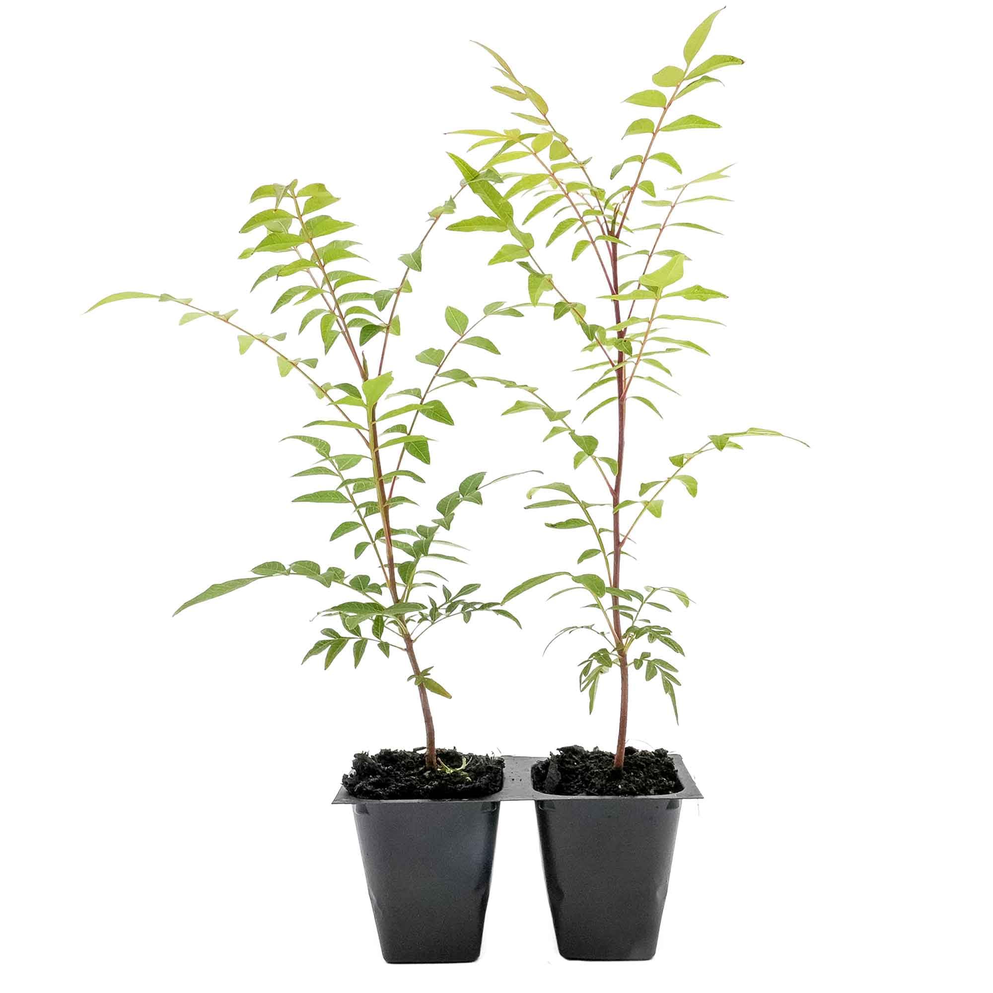 2 Chinese Pistache Tree Saplings