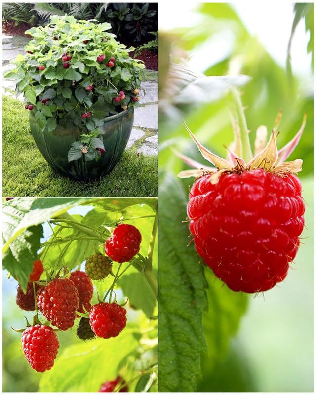 Red Raspberry Plant - Grow Your Own! -1