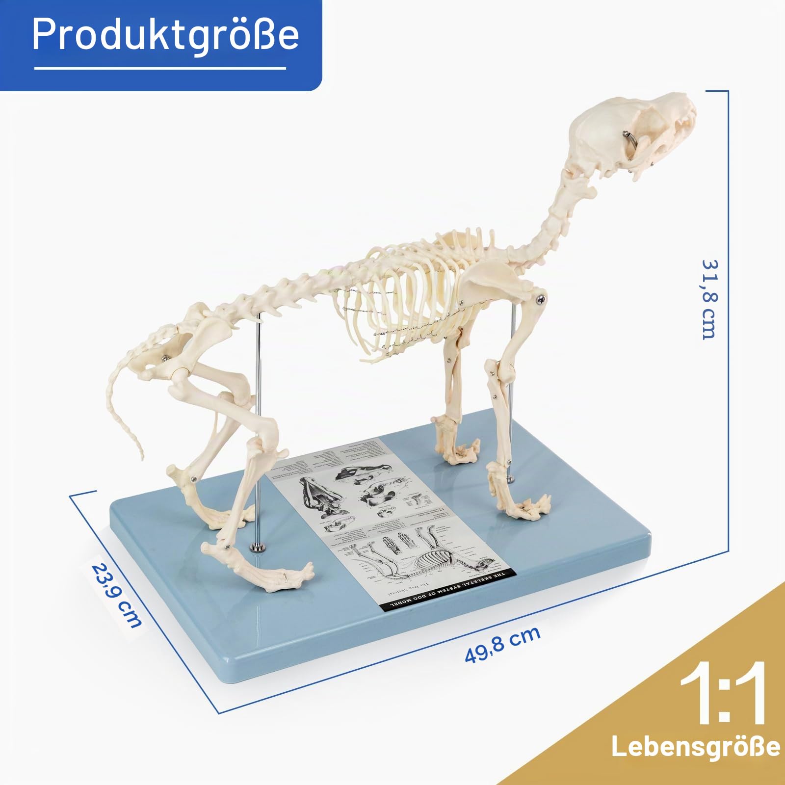 Lebensgröße Hundeskelett Knochenmodell, Standardgröße 19,3 "x7,9" x13,8 "Medizinisches anatomisches Hundeskelettmodell, Tiere Anatomische Modellanzeige Labor Lehren Veterinärmedizin