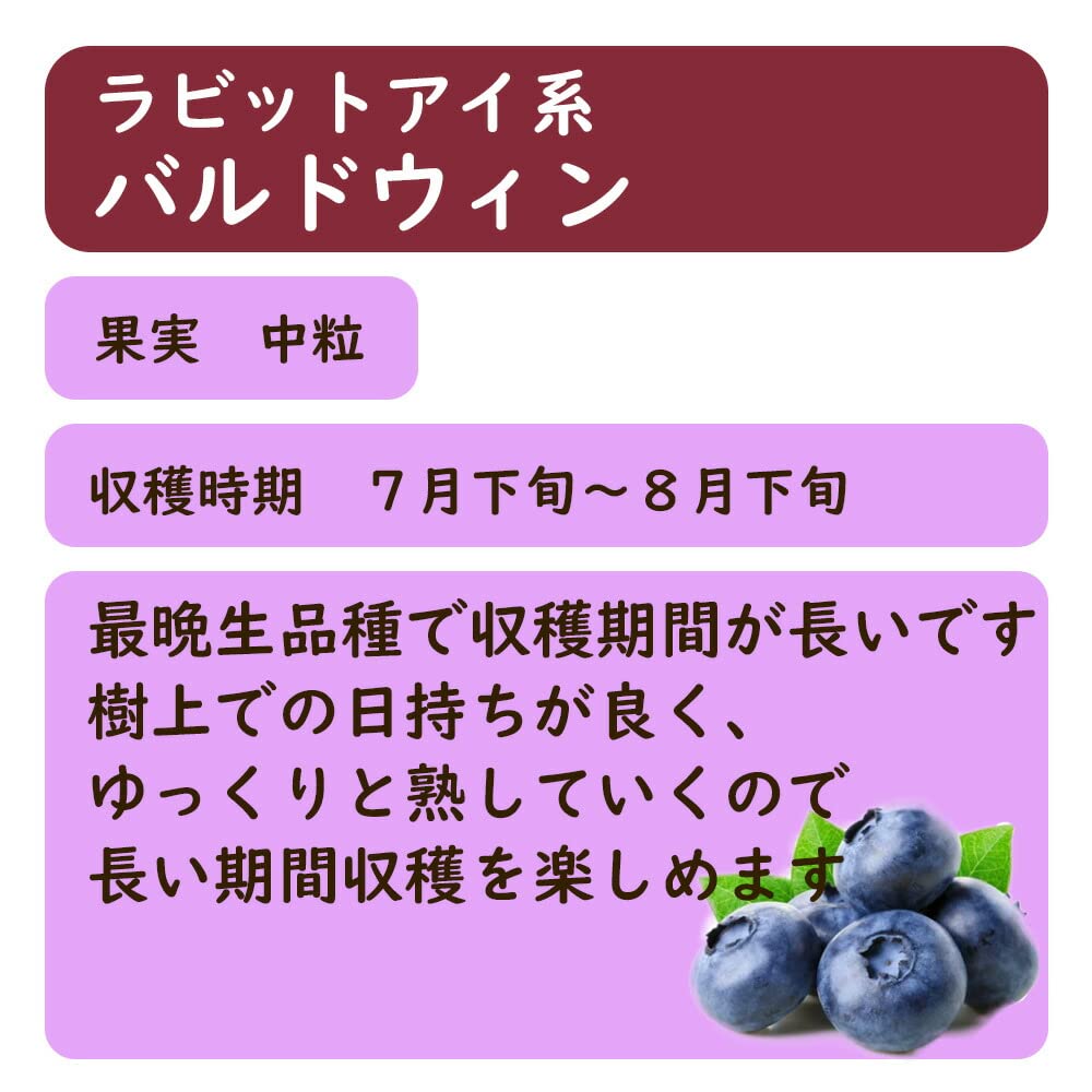 Amazon｜【 選べる 】ラビットアイ系 ブルーベリー【 バルドウィン
