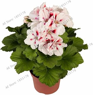 100pcs/bag Geranium Plants Perennial Flower Plantas Pelargonium Peltatum Flowers Potted Geranium Plant Seed Garden - (Color: 16)