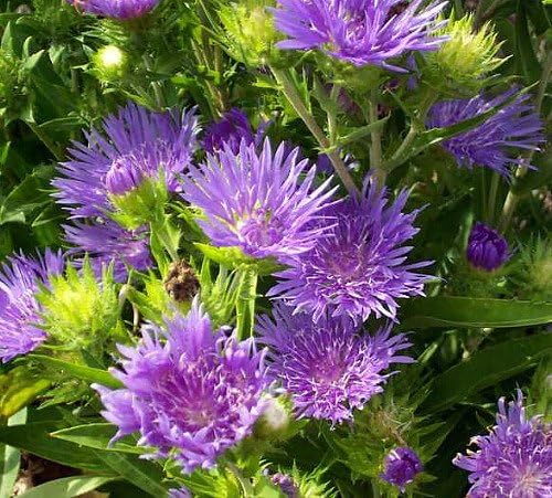 Peachie's Pick Stokes' Aster Perennial - Stokesia - Gallon Pot